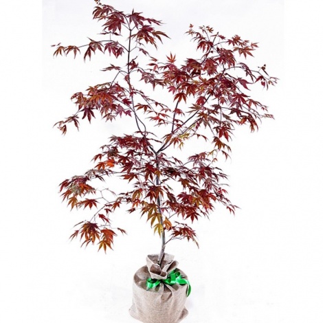 Japanese Maple Tree Gift